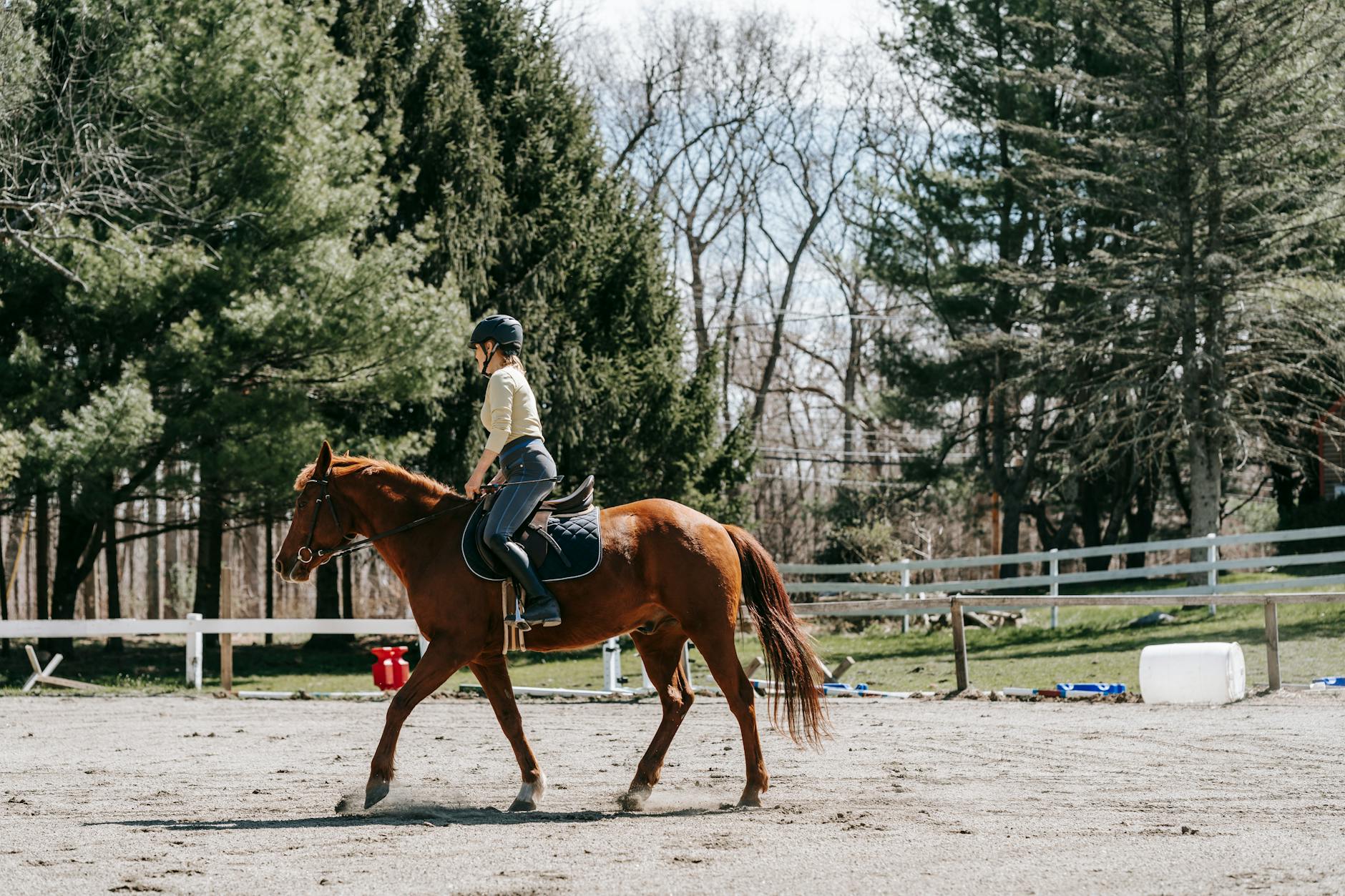 Équitation, Soins aux Chevaux, Équipement Équestre, Produits pour Chevaux, Accessoires pour Chevaux, Entraînement à la Montée, Nutrition des Chevaux, Selles et Bridons, Construction d'Écuries, Santé des Chevaux